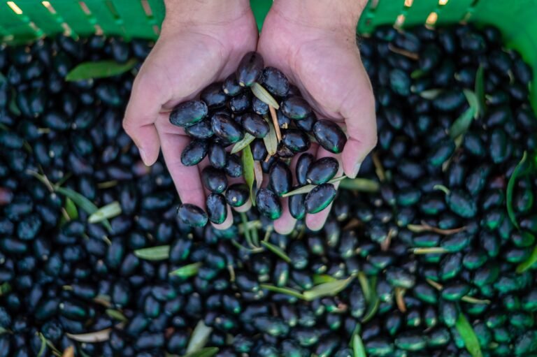 Greece Harvest